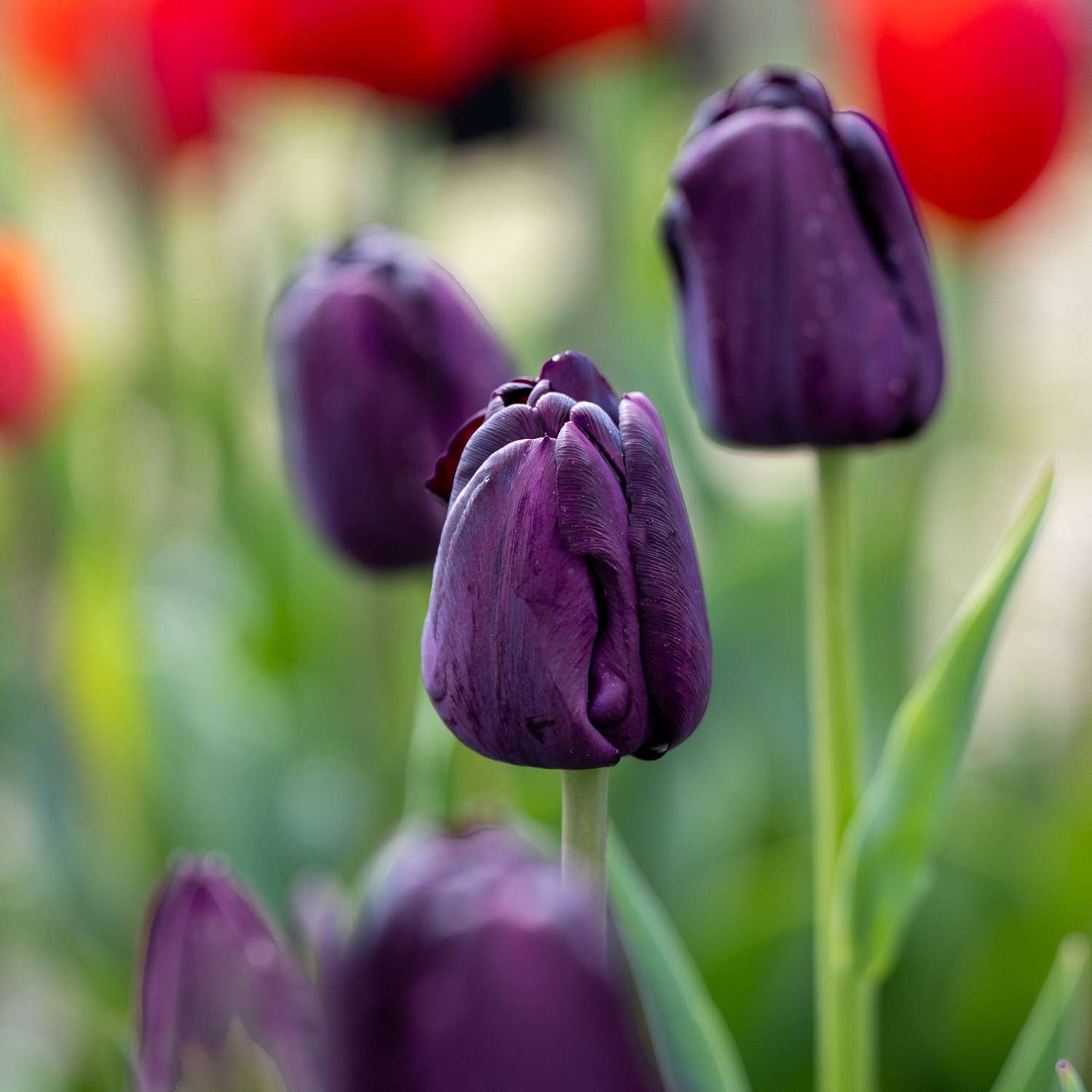 Tulpe 'Paul Scherer'